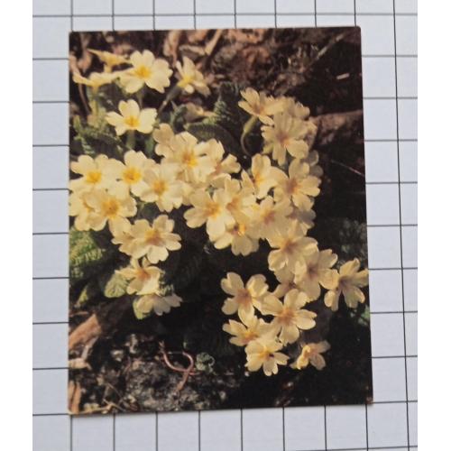 Открытка Н. Рахманова 