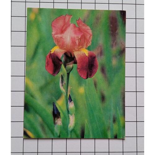 Открытка В. Арманда