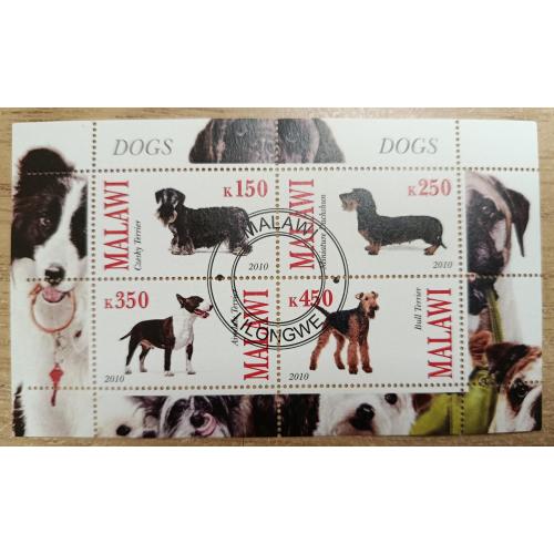 Малаві, 2010 рік, Собаки