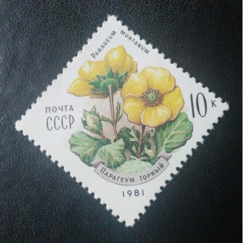 СССР 1981 Цветы 