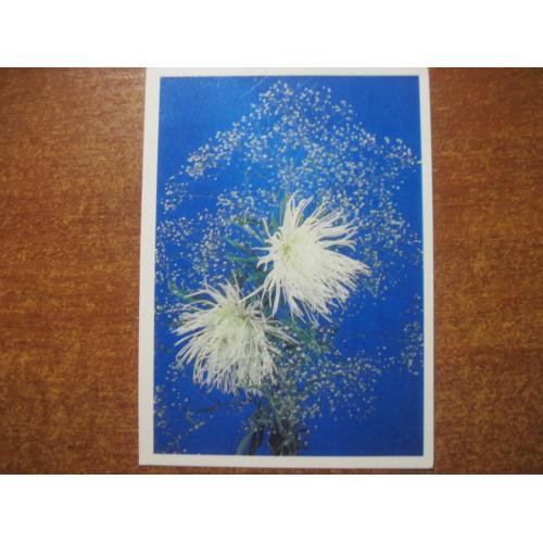 Цветы  композиция из цветов   1975 манцурова цесарский    чистая**