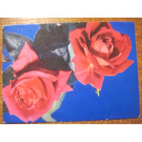 Цветы красные розы на синем фоне  1971 круцко  чистая**