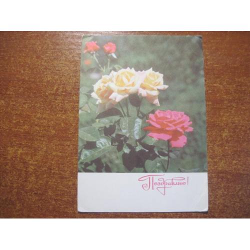 поздравляю цветы розы 1969 рязанцев   чистая