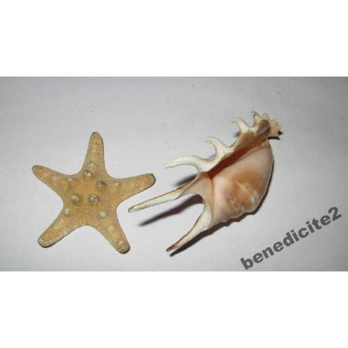Морская звезда и рапан