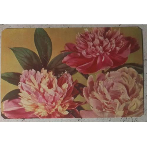 Авторская открытка. Астры. Приглашение на юбилей. Харьков. 1980 г.