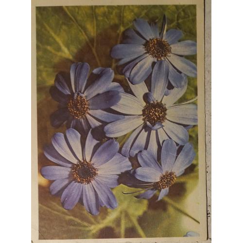 Фото-открытка. Цинерания. Фото Л. Раскина. 1968 г. 