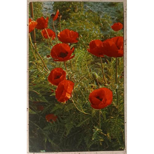 Фото-открытка. Маки. Фото А.  Веселухина. 1976.