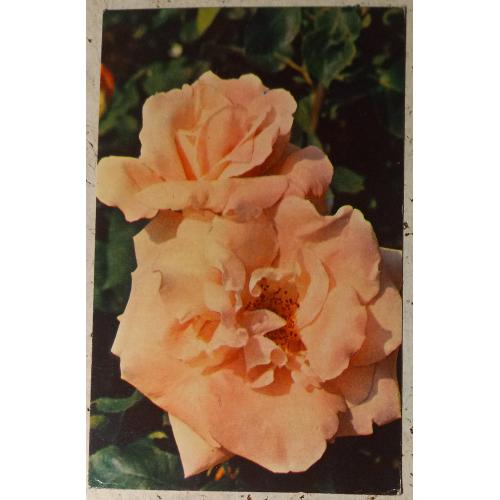 Фото-открытка Роза «Фрау Карл Друшки». Фото Н, Матанова. 1973 г.