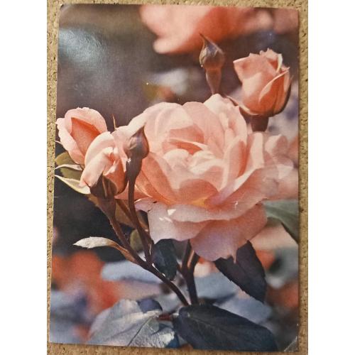 Фото-открытка. Роза «Сантэнэр дэ  лурд». Фото  Н.  Матанова. 1985г.