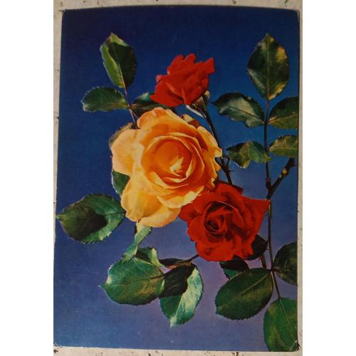 Фото-открытка. Розы. Фото В.Тихонова. 1977.                                                         