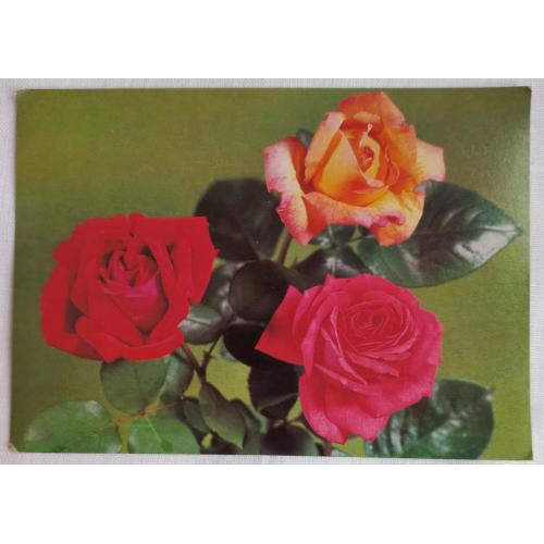 Фото-открытка. Розы. Фото  Ю. Круцко. 1981. 
