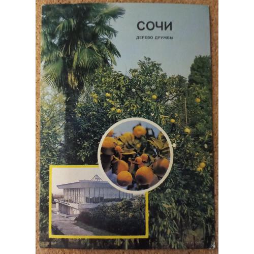 Фото-открытка. Сочи. Дерево дружбы. Фото А. Богданова. 1986 г.