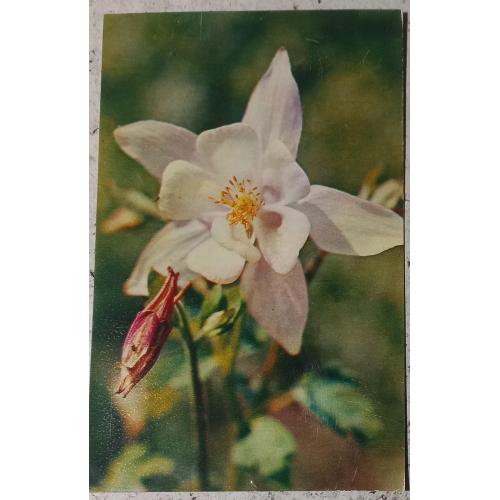 Фото-открытка. ВОДОСБОР. Фото Н. Матанова.1973 г.