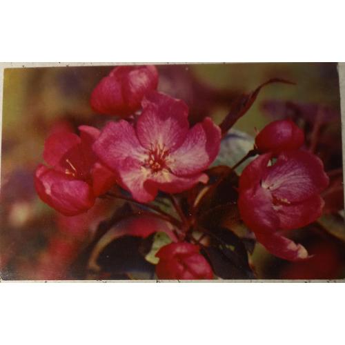 Фото-открытка. Яблоня «Медзведцкого». Фото Н.  Матанова. 1976 г.