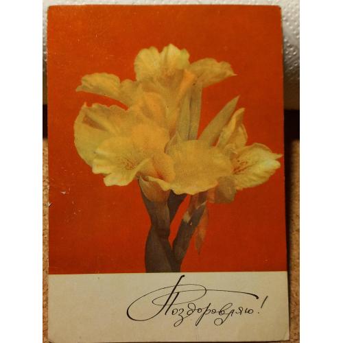 Фото-открытка. Поздоровляю!  Фото В.Н. Холакова.1973 г.