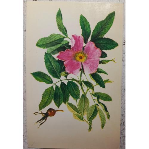 Худож. открытка. Шиповник иглистый. Художник А. Шипиленко. 1979 г.