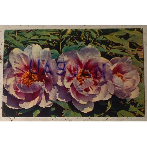 Сборный лот по теме " Флора (растения)"- kh1