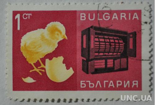 Болгария Фауна цыпленок