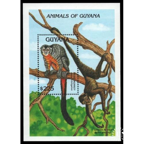 Гайана Фауна Мирикина Ночная обезьяна 1992