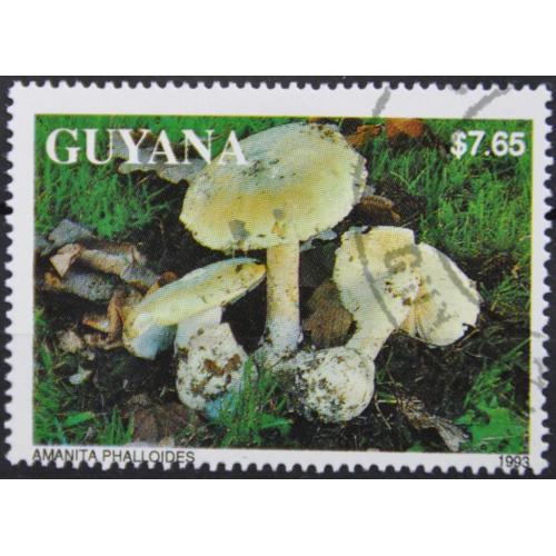Гайана Флора Грибы 1993