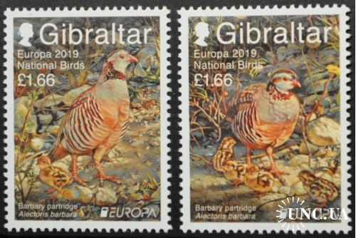 Гибралтар Европа СЕПТ Фауна Птицы 2019
