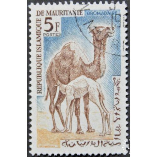 Мавритания Фауна Верблюд 1963