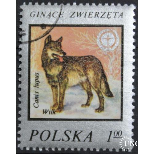 Польша Фауна Волк 1977