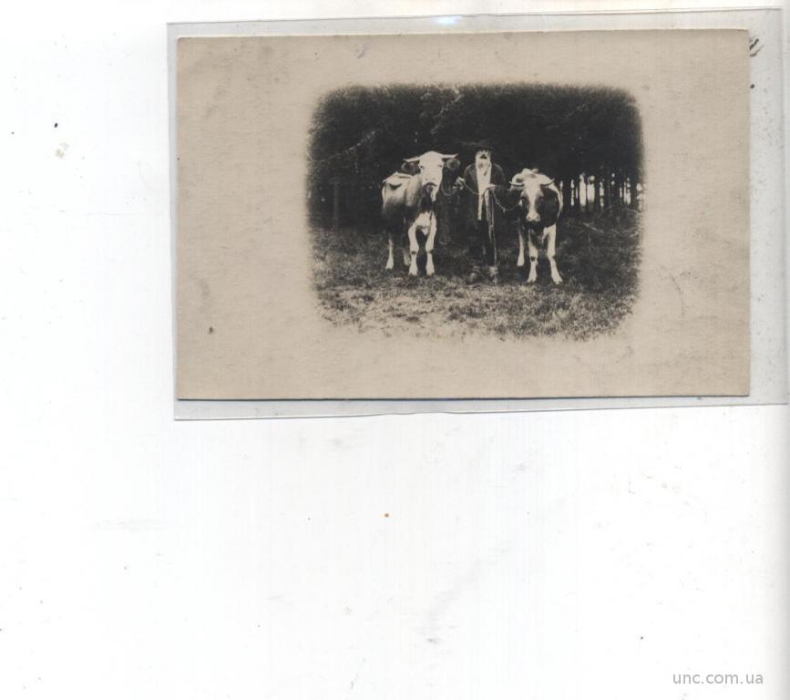 Черно-белая открытка «Старик и коровы» 